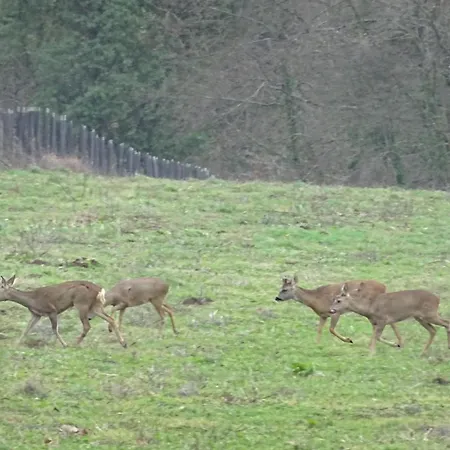 Séjour à la campagne Tranquille Avec Poêle Et Animaux Admis, Proche Nature - Fr-1-497-74