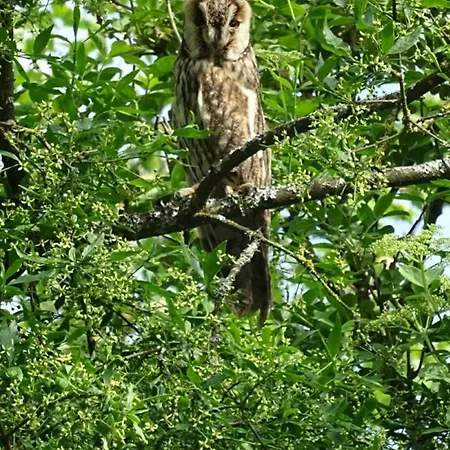 Tranquille Avec Poele Et Animaux Admis, Proche Nature - Fr-1-497-74 펜션 *