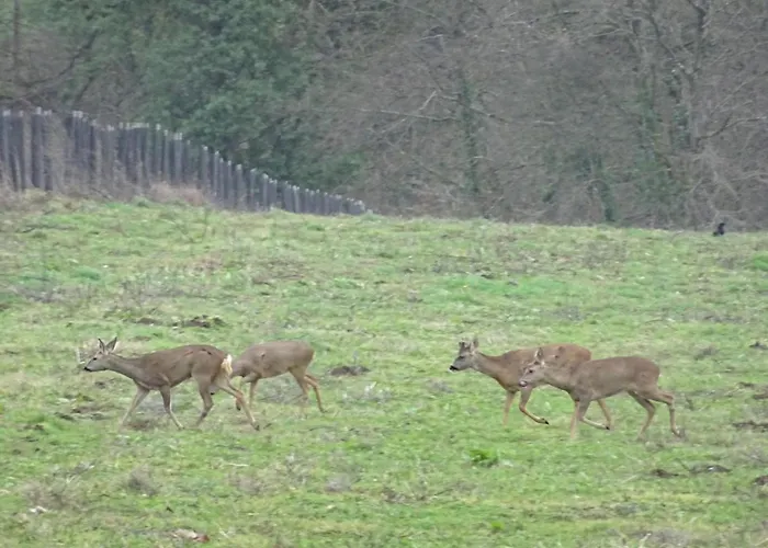 Casa vacanze Tranquille Avec Poele Et Animaux Admis, Proche Nature - Fr-1-497-74